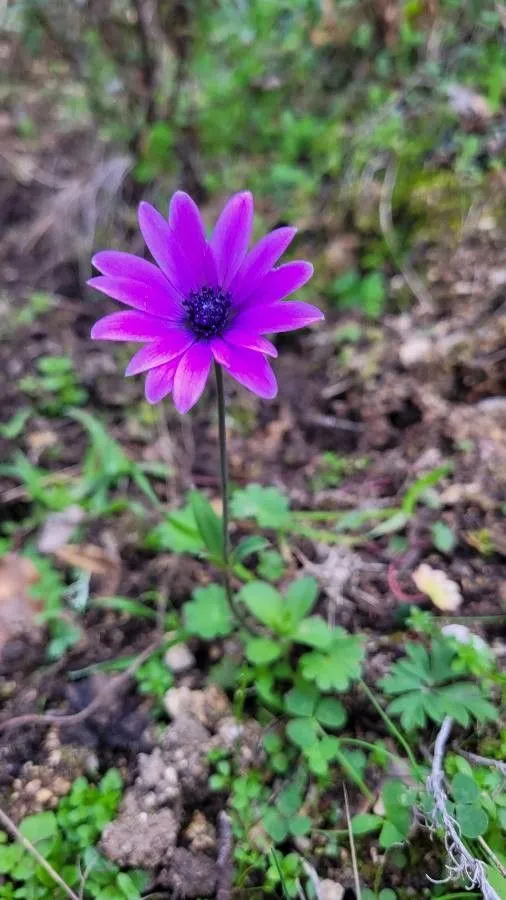 Broad-leaved anemone (Anemone hortensis, Sp. Pl.: 540 (1753))