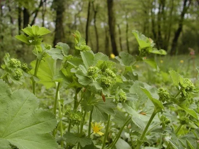 Hairy lady’s-mantle (Alchemilla filicaulis, Bull. Herb. Boissier 1(App. 2): 22 (1893))