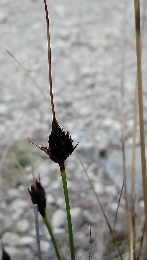 Black bog-rush (Schoenus nigricans, Sp. Pl.: 43 (1753))