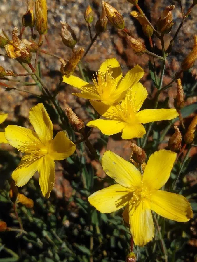 Toadflax-leaf st. john’s-wort (Hypericum linariifolium, Symb. Bot. 1: 65 (1790))