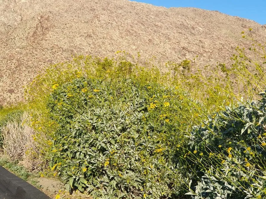 Brittlebush (Encelia farinosa, : 143)