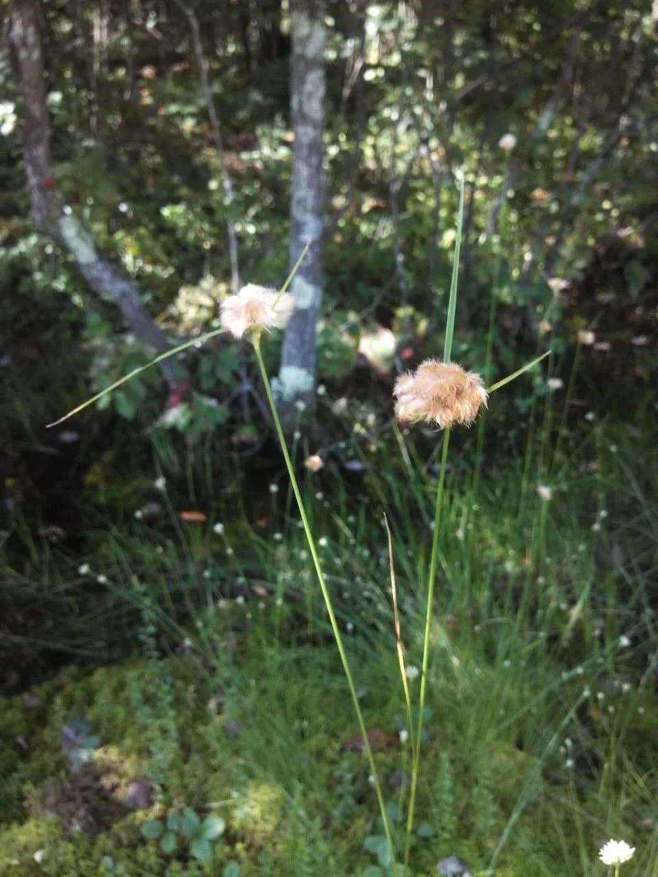 Tawny cottongrass (Eriophorum virginicum, Sp. Pl.: 52 (1753))