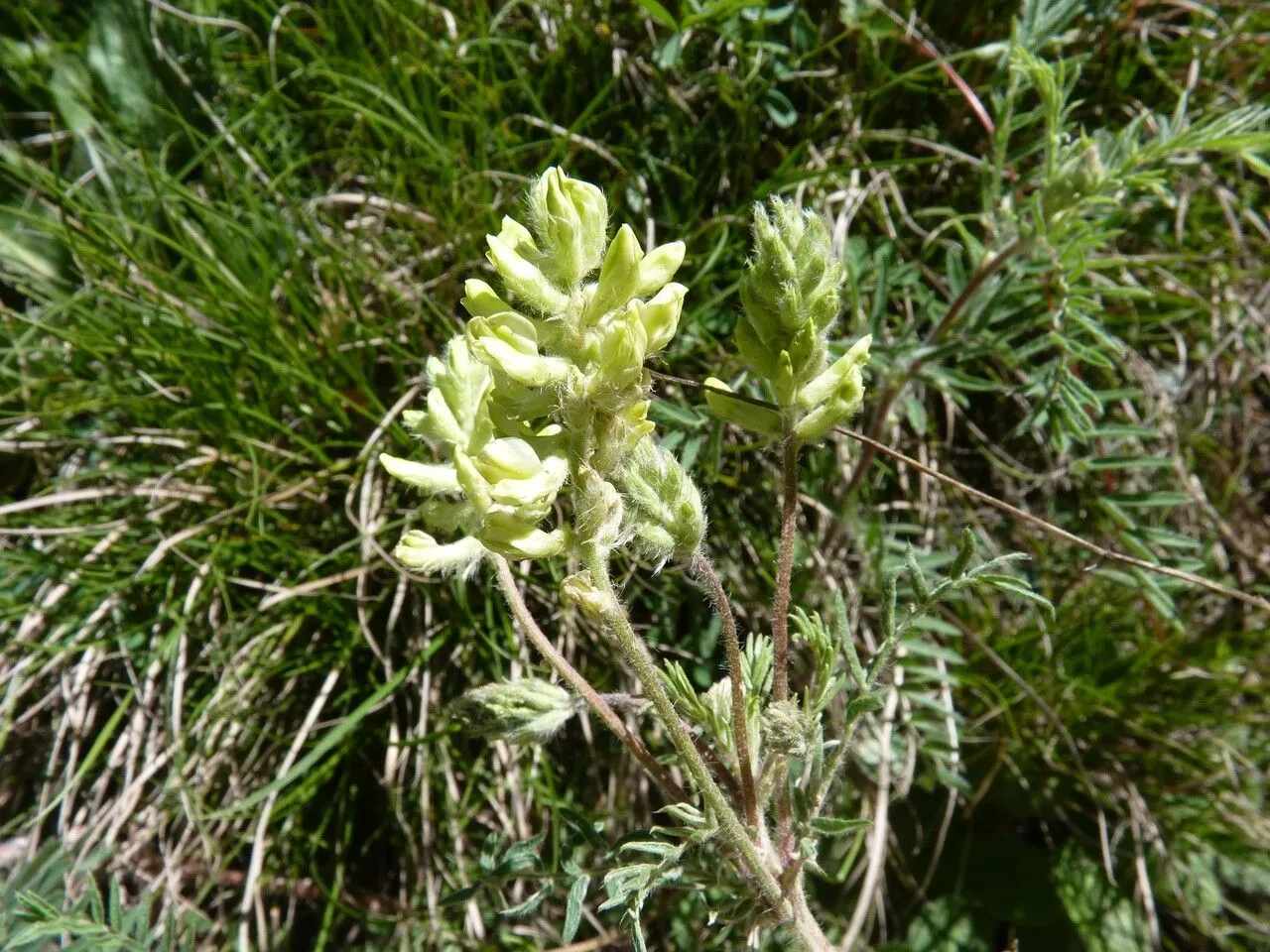 Downy-beaked oxytropis (Oxytropis pilosa, Astragalogia: 91 (1802))