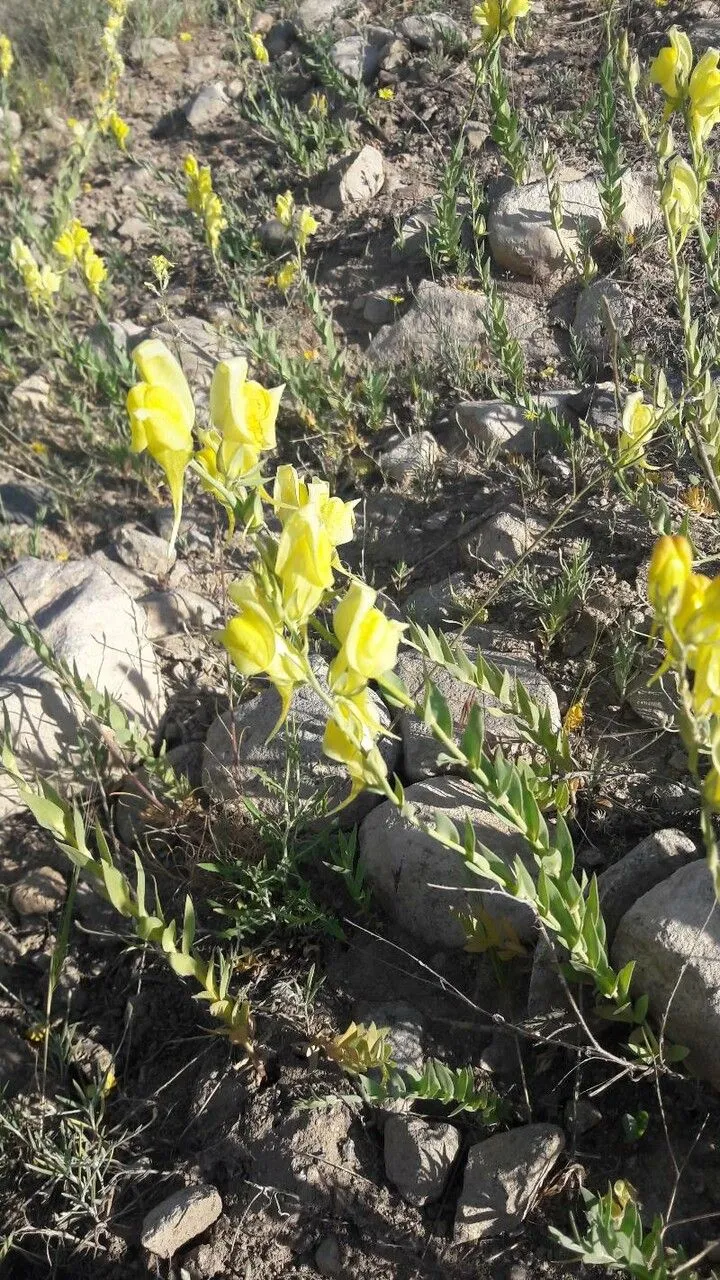 Balkan toadflax (Linaria dalmatica, Gard. Dict. ed. 8: n.º 13 (1768))