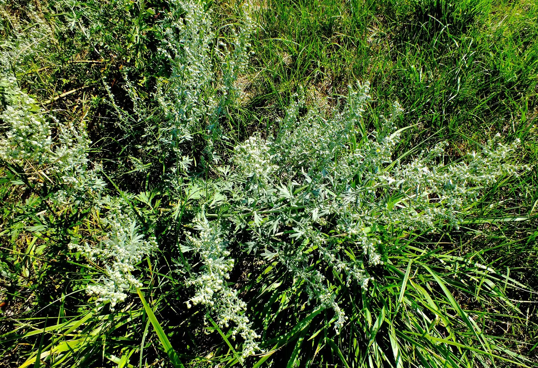 Roman wormwood (Artemisia pontica, Sp. Pl.: 847 (1753))