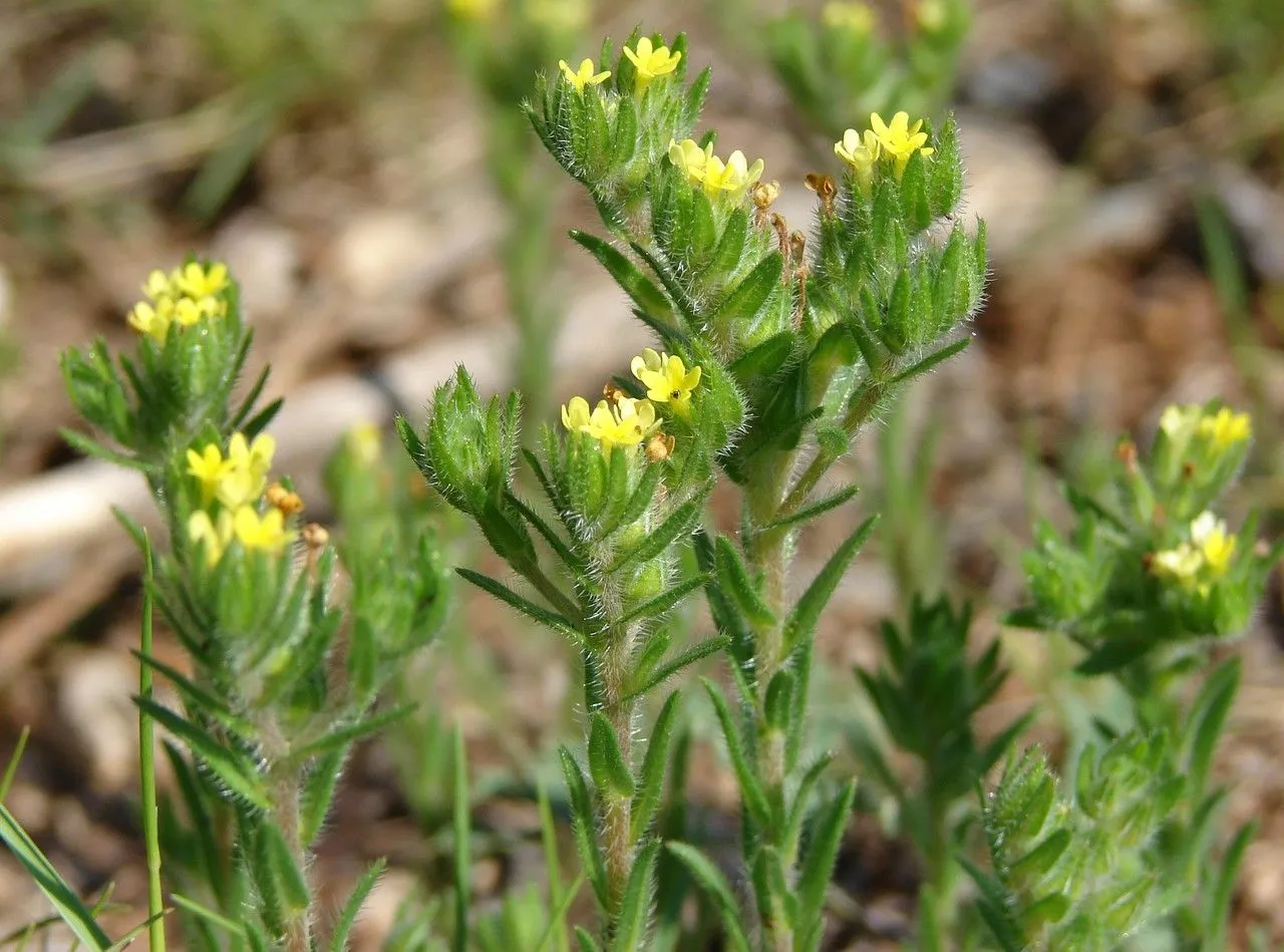 Hairy sheepweed (Neatostema apulum, J. Arnold Arbor. 24: 6 (1953))