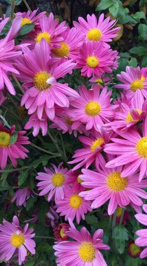 Alpine aster (Aster alpinus, Sp. Pl.: 872 (1753))