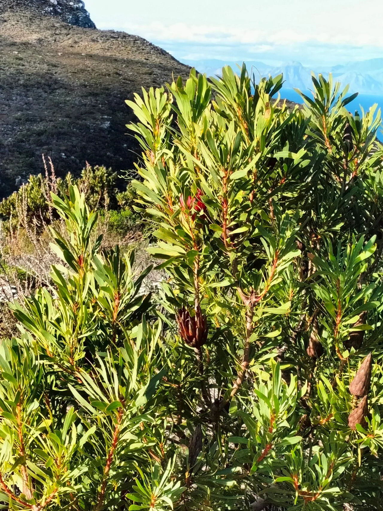 Common sugarbush (Protea repens, Mant. pl. 2:189. 1771)