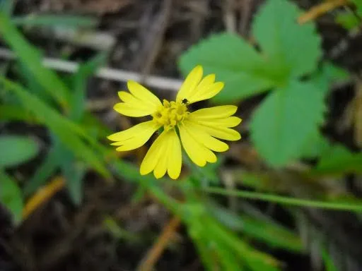 Woodland madia (Anisocarpus madioides, Trans. Amer. Philos. Soc., ser. 2, 7: 388 (1841))