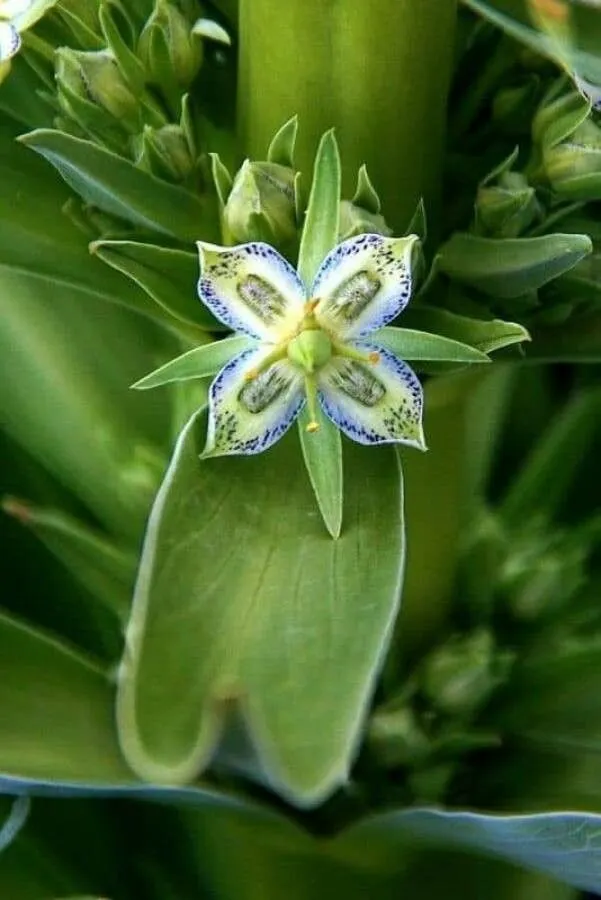 Elkweed (Frasera speciosa, W.J.Hooker, Fl. Bor.-Amer. 2: 66 (1837))