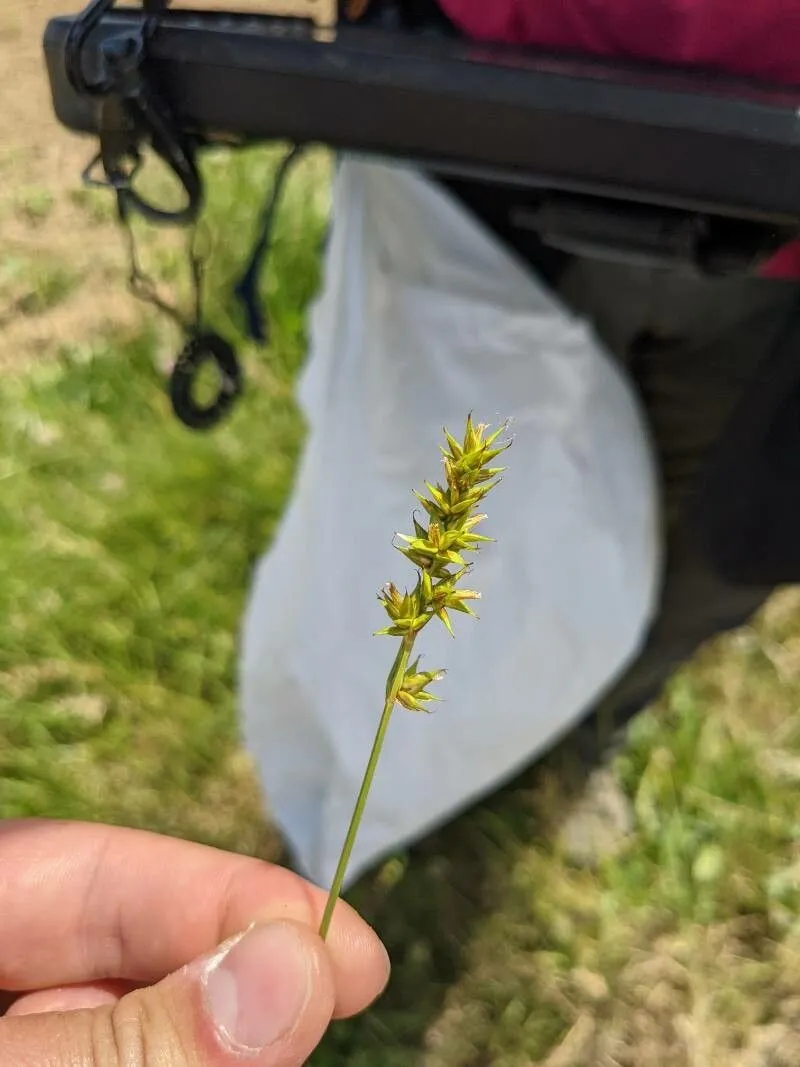 Prickly sedge (Carex spicata, Fl. Angl.: 349 (1762))