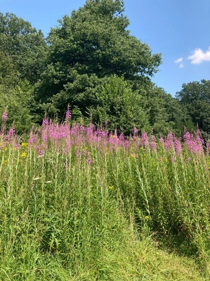 Rosebay willowherb (Epilobium angustifolium, Sp. Pl.: 347 (1753))