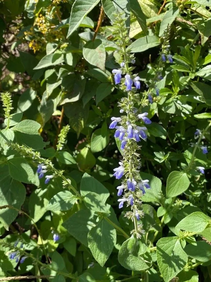 Chia (Salvia hispanica, Sp. Pl.: 25 (1753))