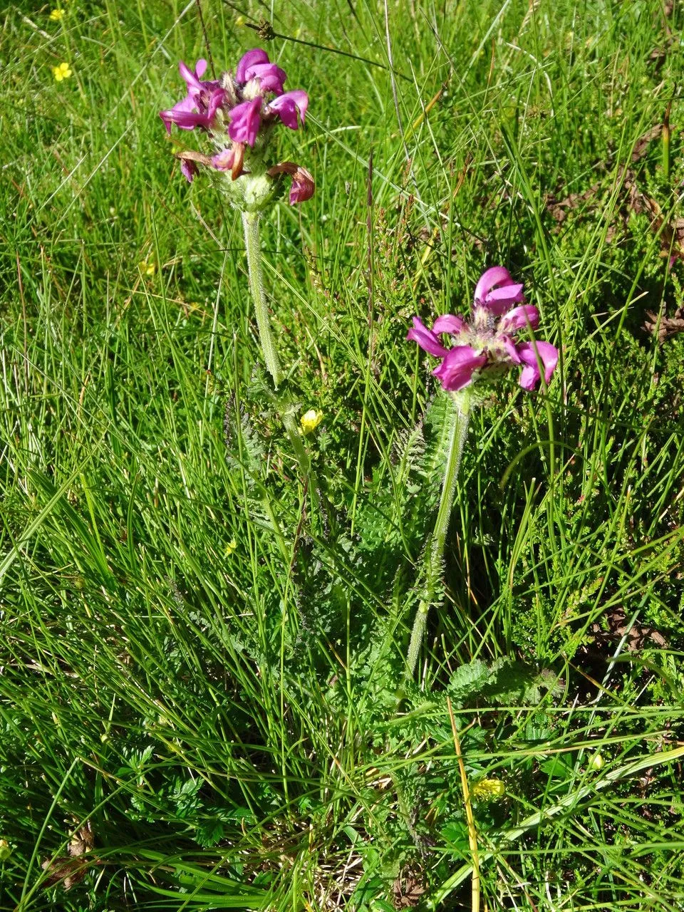 Pyrenean lousewort (Pedicularis pyrenaica, Ann. Sci. Nat. (Paris) 26: 210 (1832))