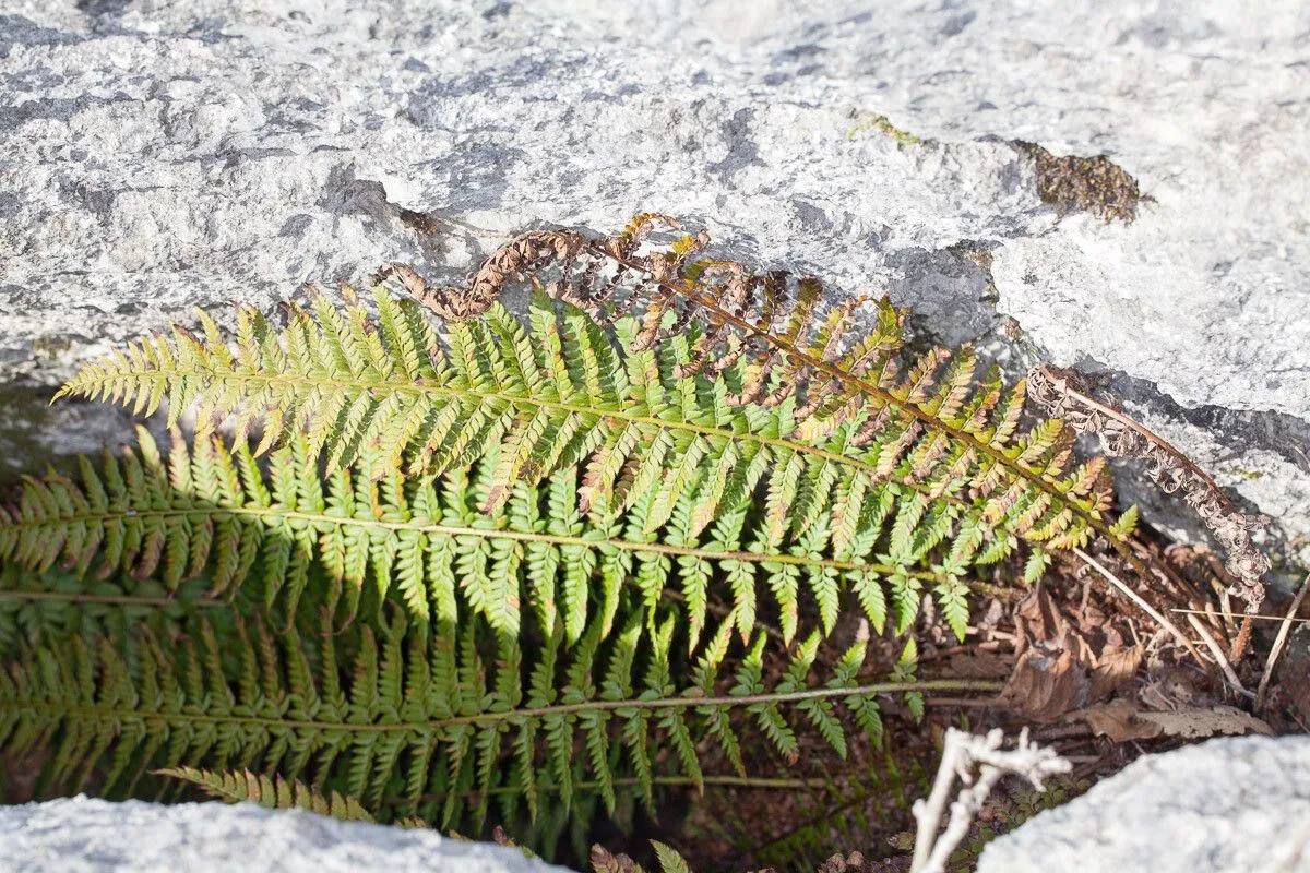 Hard shield-fern (Polystichum aculeatum, Tent. Fl. Germ. 3(1.1): 79 (1799))