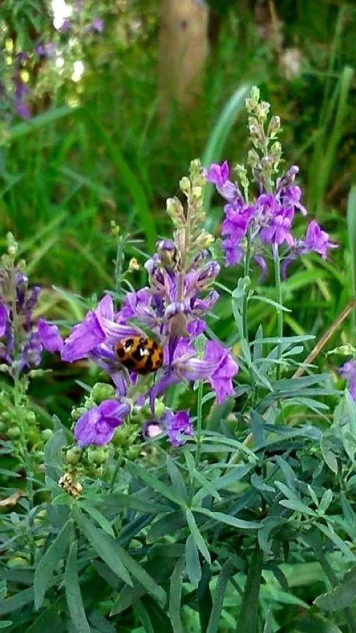 Purple toadflax (Linaria purpurea, Gard. Dict. ed. 8: n.º 5 (1768))