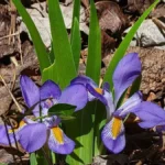 Iridaceae