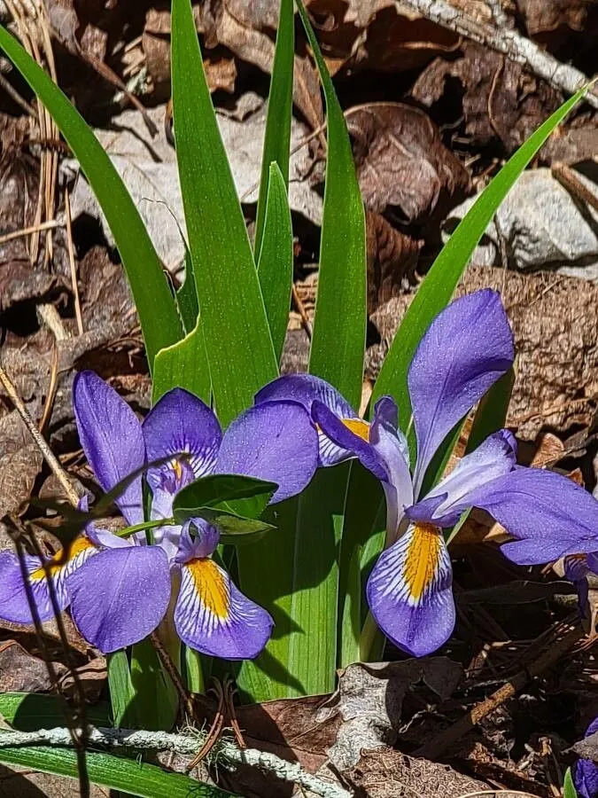 Dwarf iris (Iris verna, Sp. Pl.: 39 (1753))