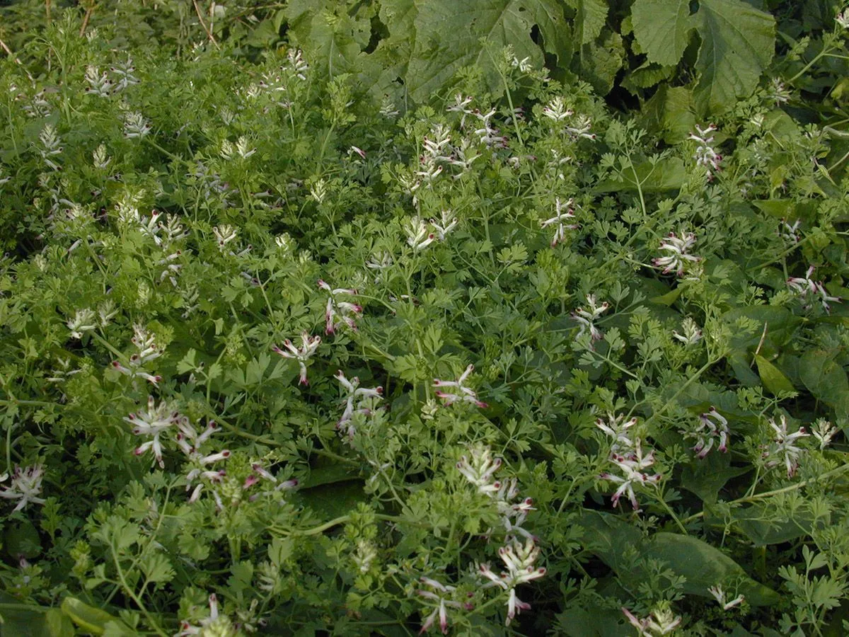 Western fumitory (Fumaria occidentalis, J. Bot. 42: 218 (1904))