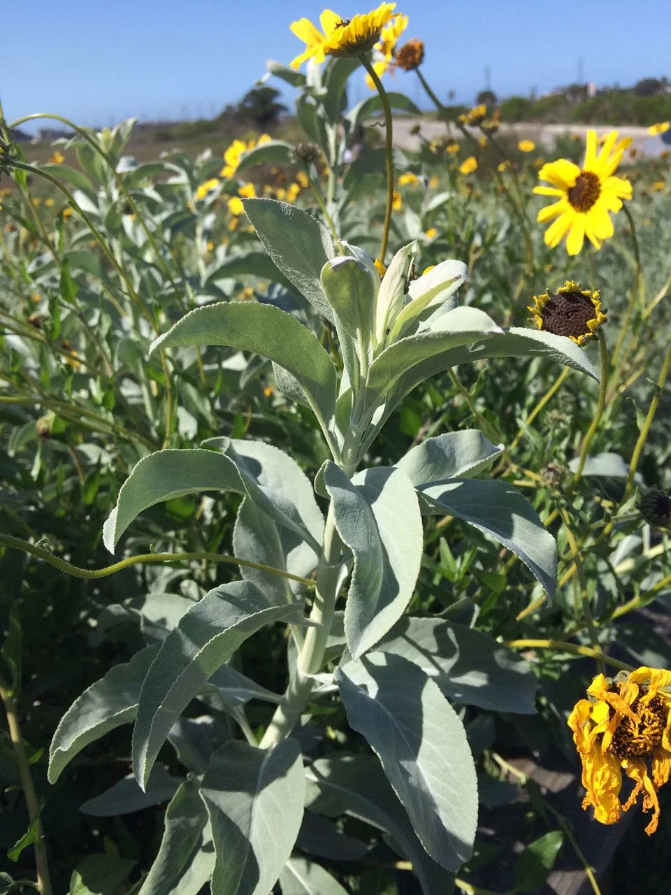 White sage (Salvia apiana, Muhlenbergia 3: 144 (1908))