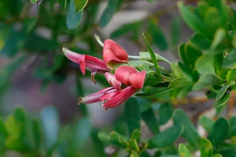 Cockies’-tongue (Templetonia retusa, W.T.Aiton, Hortus Kew. 4: 269 (1812))