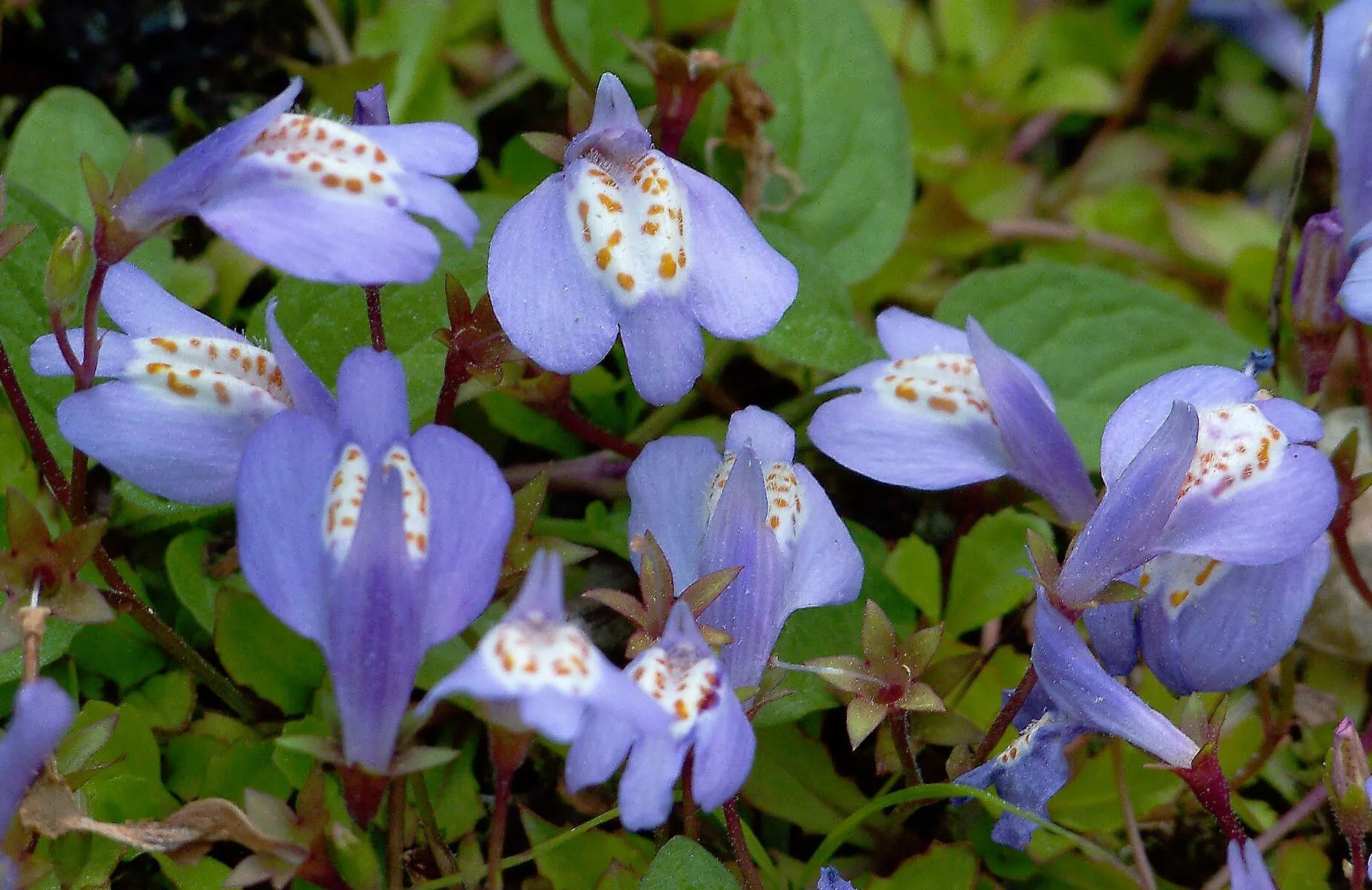 Miquel’s mazus (Mazus miquelii, Bot. Mag. (Tokyo) 16: 162 (1902))