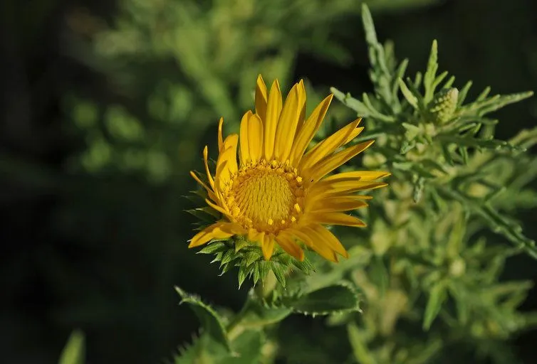 Goldenweed (Grindelia ciliata, Syst. Veg. 3: 575 (1826))