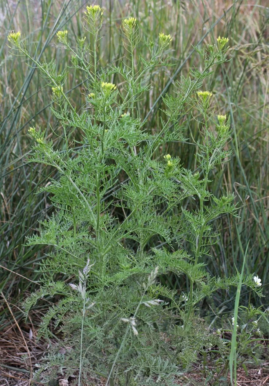 Tansy mustard (Descurainia sophia, H.G.A.Engler & K.A.E.Prantl, Nat. Pflanzenfam. 3(2): 192 (1892))