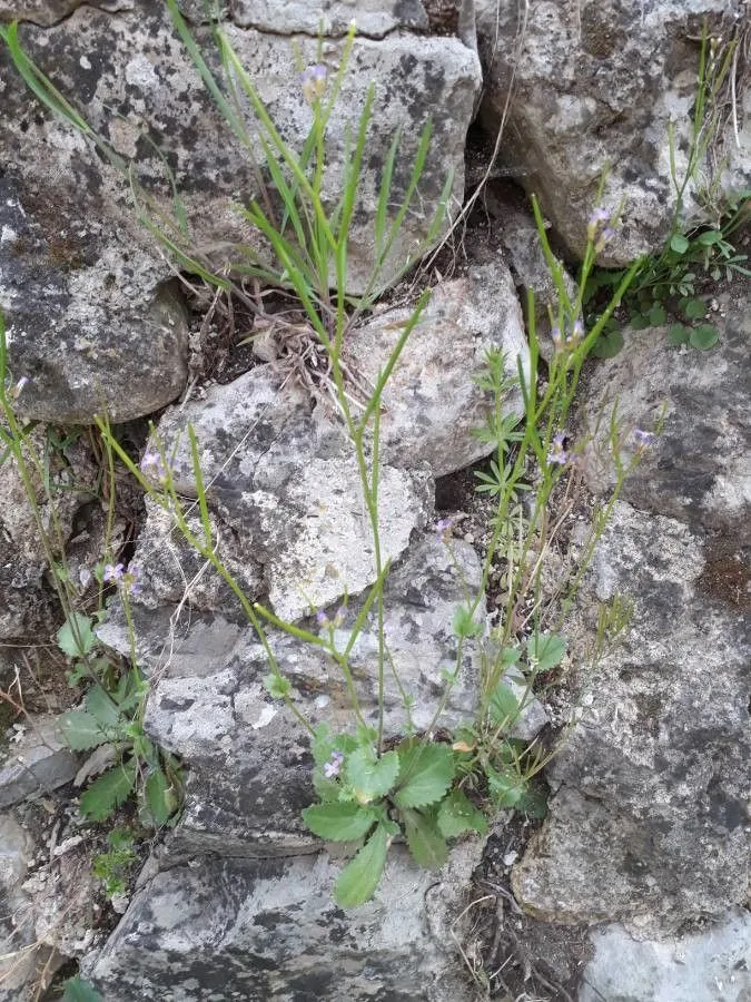 Spring rock-cress (Arabis verna, W.T.Aiton, Hortus Kew. 4: 105 (1812))