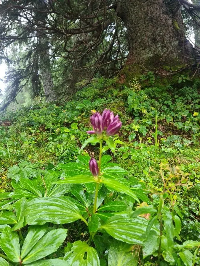 Hungarian gentian (Gentiana pannonica, Fl. Carniol., ed. 2, 1: 182 (1771))