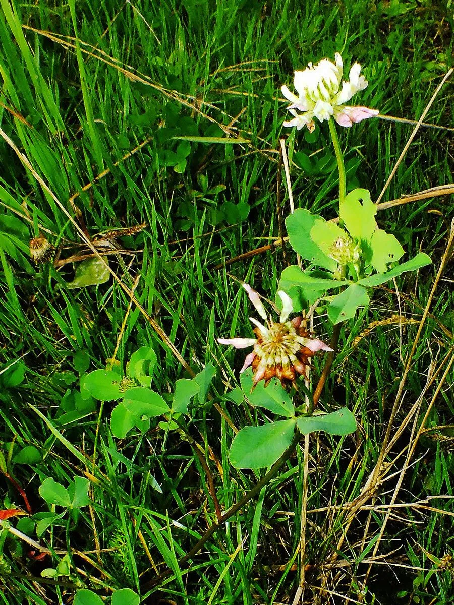 Alsike clover (Trifolium hybridum, Sp. Pl.: 766 (1753))