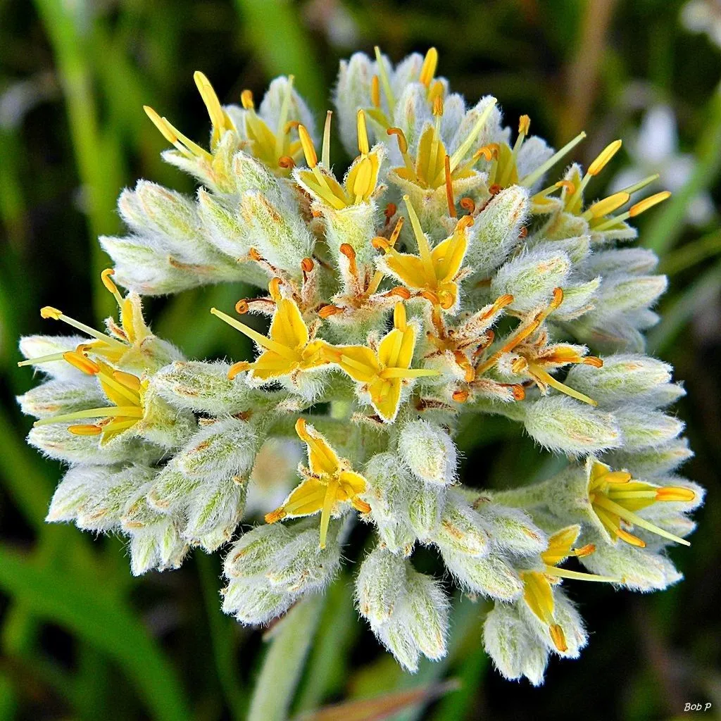 Carolina redroot (Lachnanthes caroliniana, J. Bot. 70: 329 (1932))