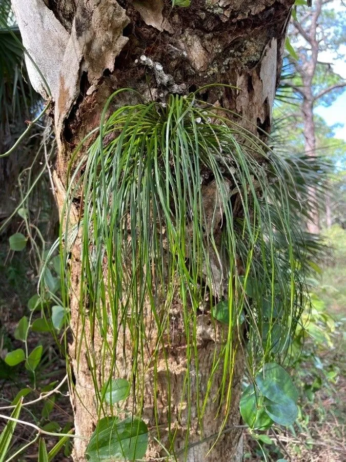 Shoestring fern (Vittaria lineata, Mém. Acad. Roy. Sci. (Turin) 5. 421 t. 9 f. 5 HB. 39 (1793))