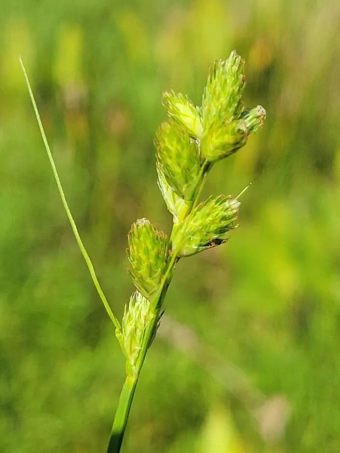 Long’s sedge (Carex longii, Bull. Torrey Bot. Club 49: 373 (1922))