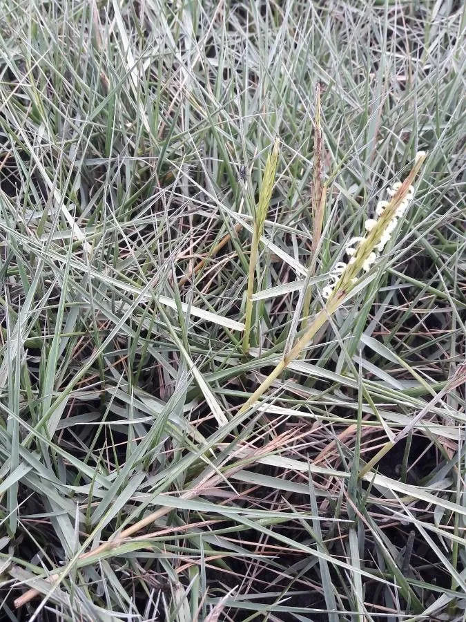 Cape cordgrass (Sporobolus maritimus, Taxon 63: 1236 (2014))