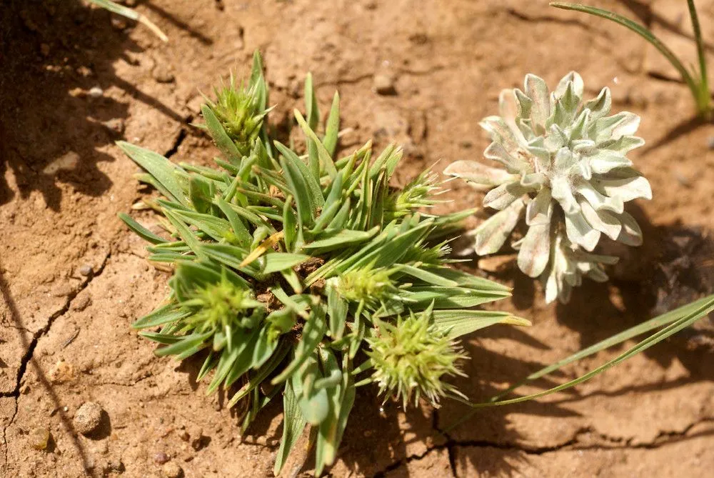 Headed pricklegrass (Echinaria capitata, Fl. atlant. 2:385. 1799)