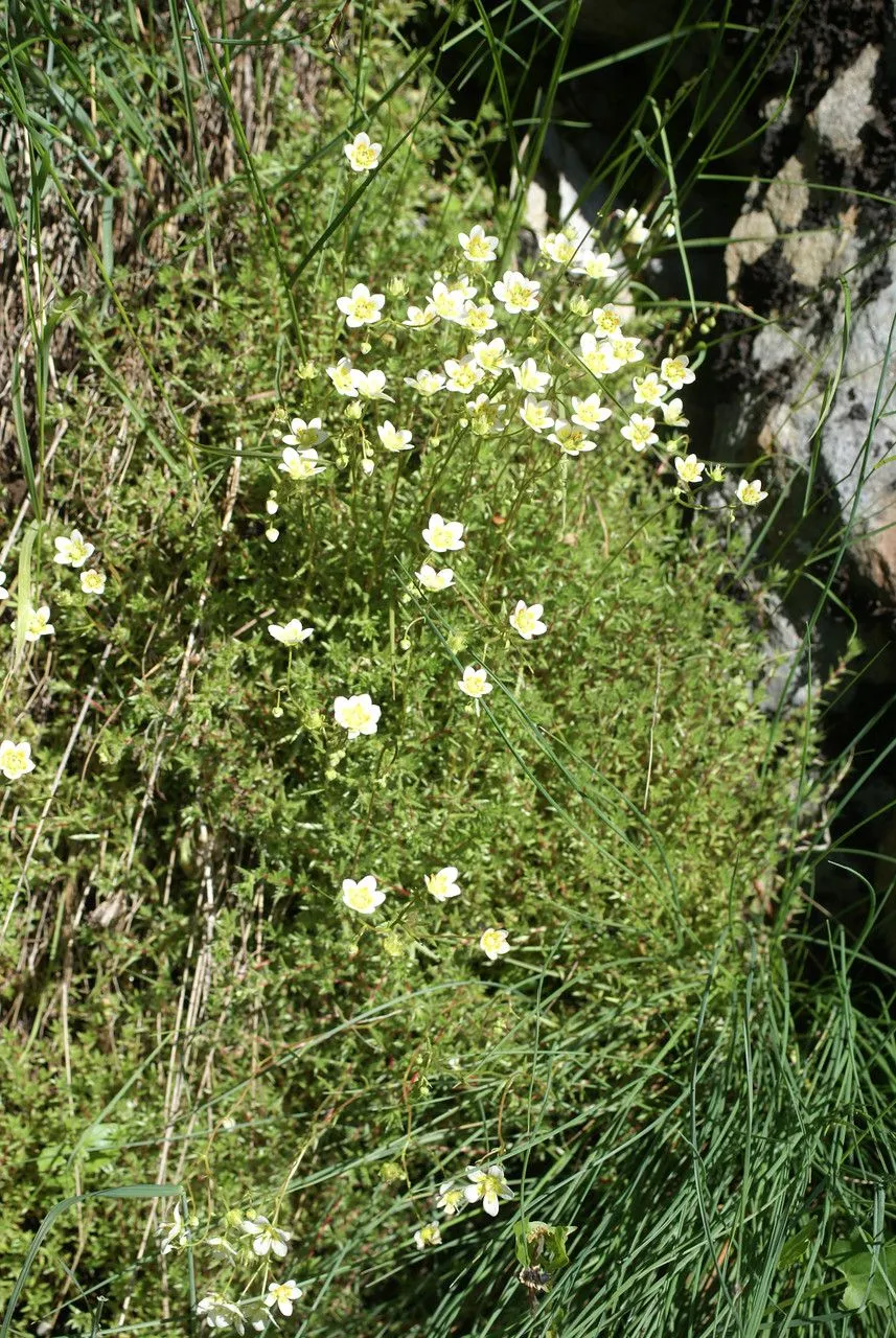 Stiff-haired saxifrage (Saxifraga aspera, Sp. Pl.: 402 (1753))