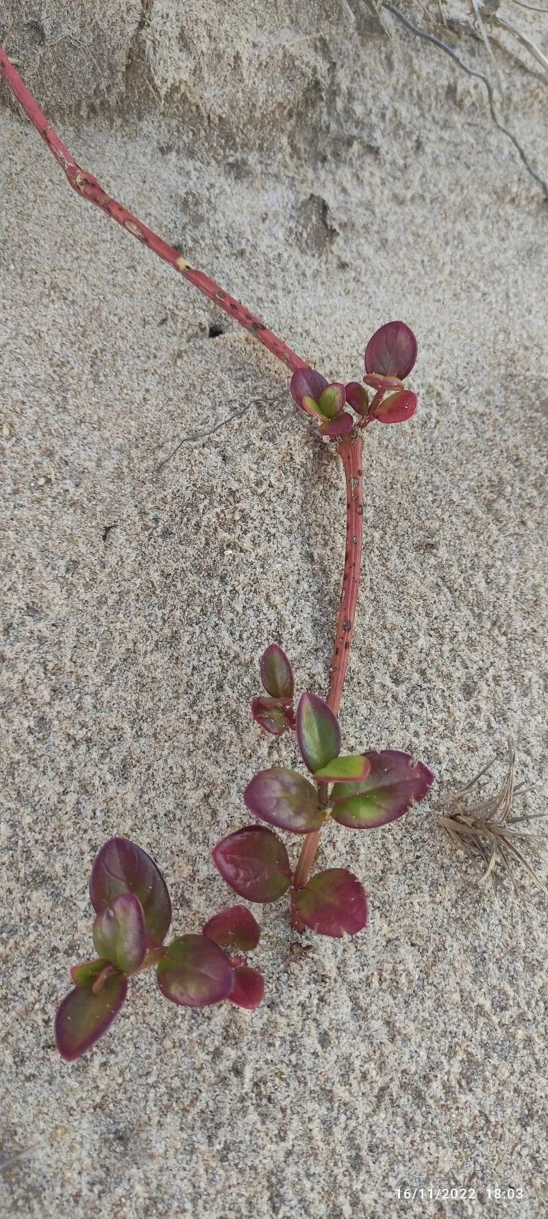 Indian-spinach (Basella alba, Sp. pl. 1:272. 1753)