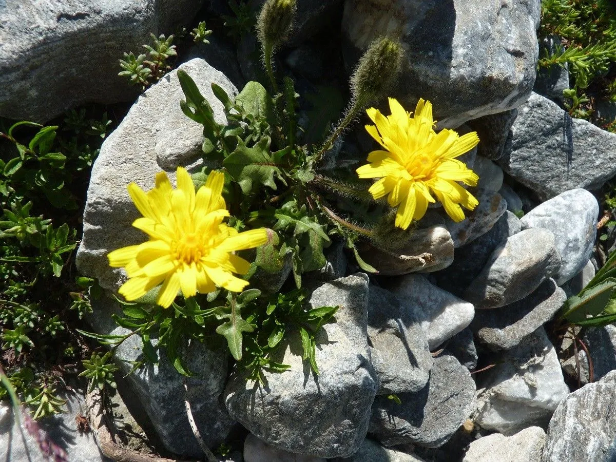 Mountain hawkbit (Scorzoneroides montana, Folia Geobot. Phytotax. 12(3): 307 (1977))