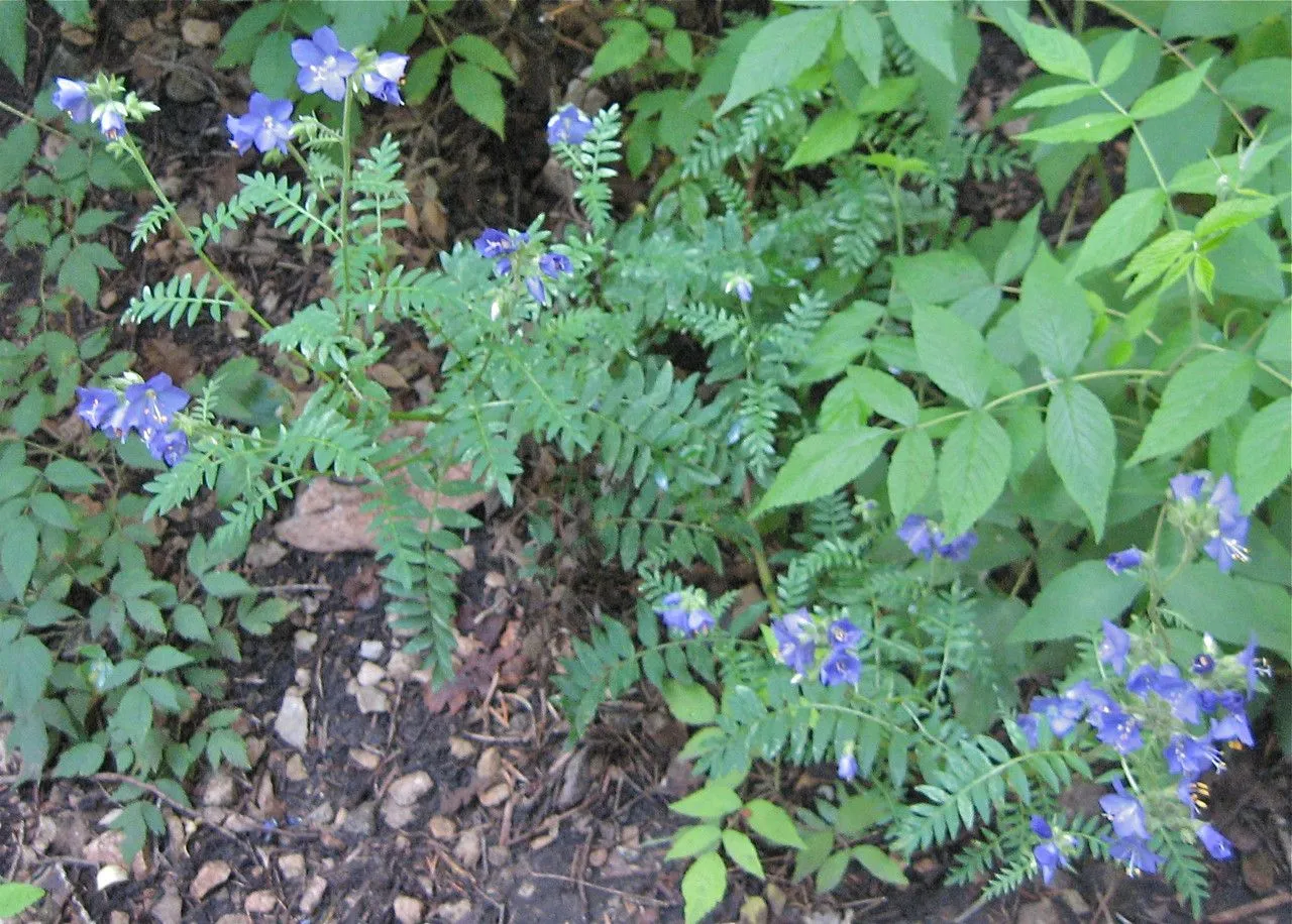 Leafy jacob’s-ladder (Polemonium foliosissimum, Syn. fl. N. Amer. 2(1):151. 1878)