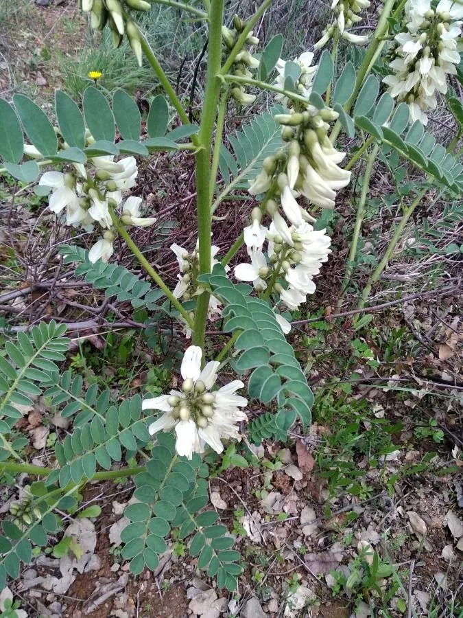 Iberian milk-vetch (Erophaca baetica, Voy. Bot. Espagne 1: 177 (1840))