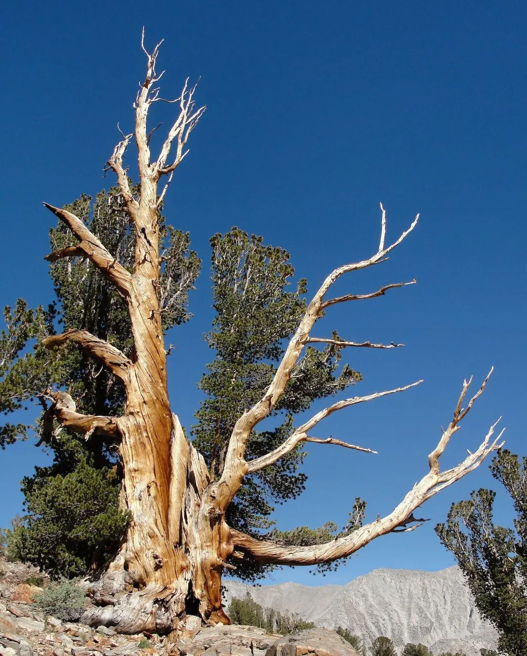 Alpine whitebark pine (Pinus albicaulis, Trans. Acad. Sci. St. Louis 2: 209 (1863))