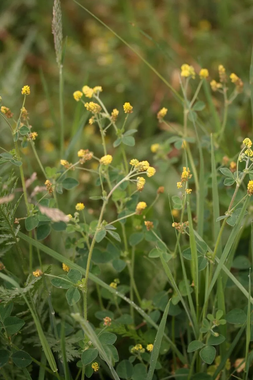 Nonesuch (Medicago lupulina, Sp. Pl.: 779 (1753))