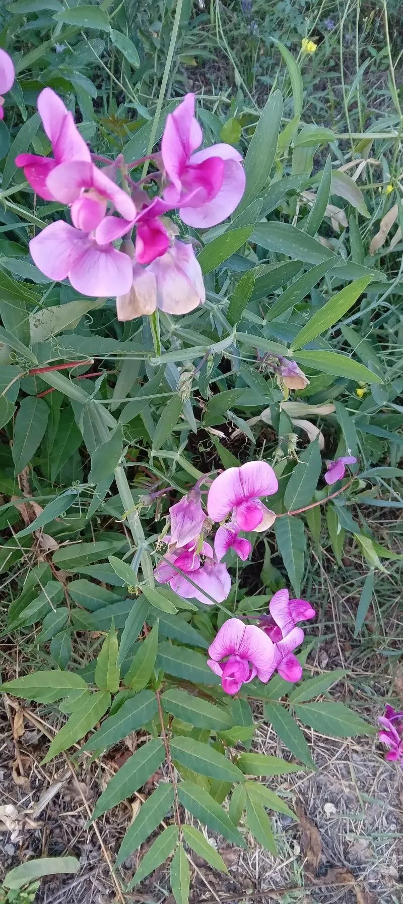 Everlasting-pea (Lathyrus latifolius, Sp. Pl.: 733 (1753))