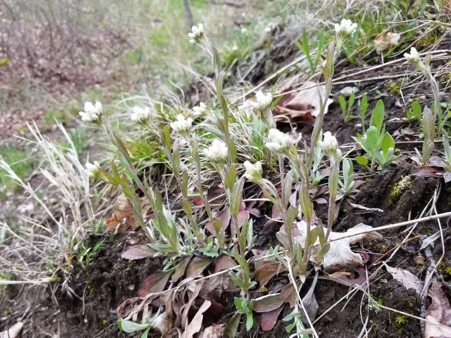 Field pussytoes (Antennaria neglecta, Pittonia 3(16): 173 (1897))