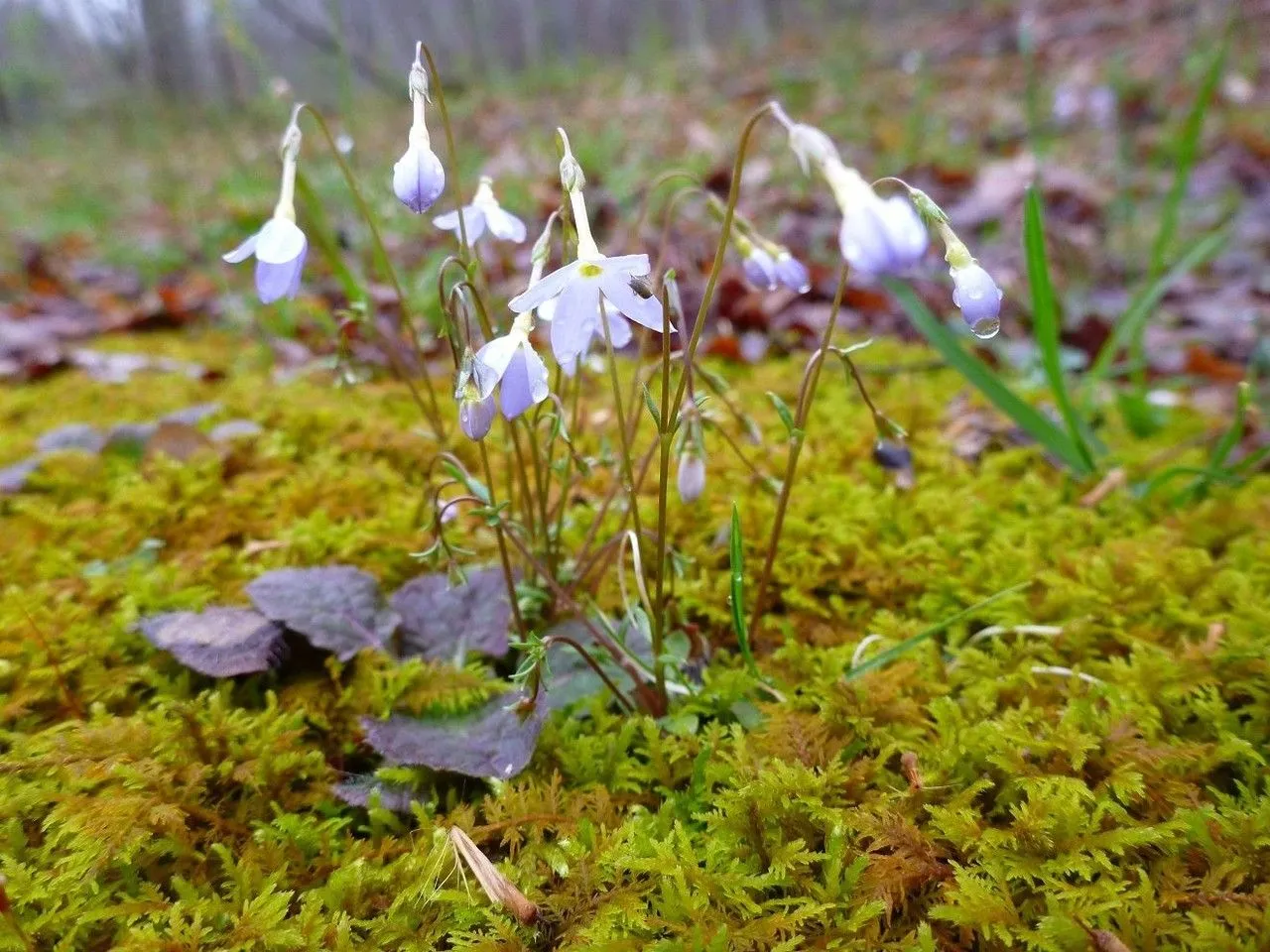 Quaker-ladies (Houstonia caerulea, Sp. Pl.: 105 (1753))