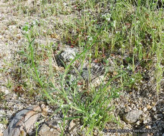 Wingnut catseye (Cryptantha pterocarya, Pittonia 1: 120 (1887))