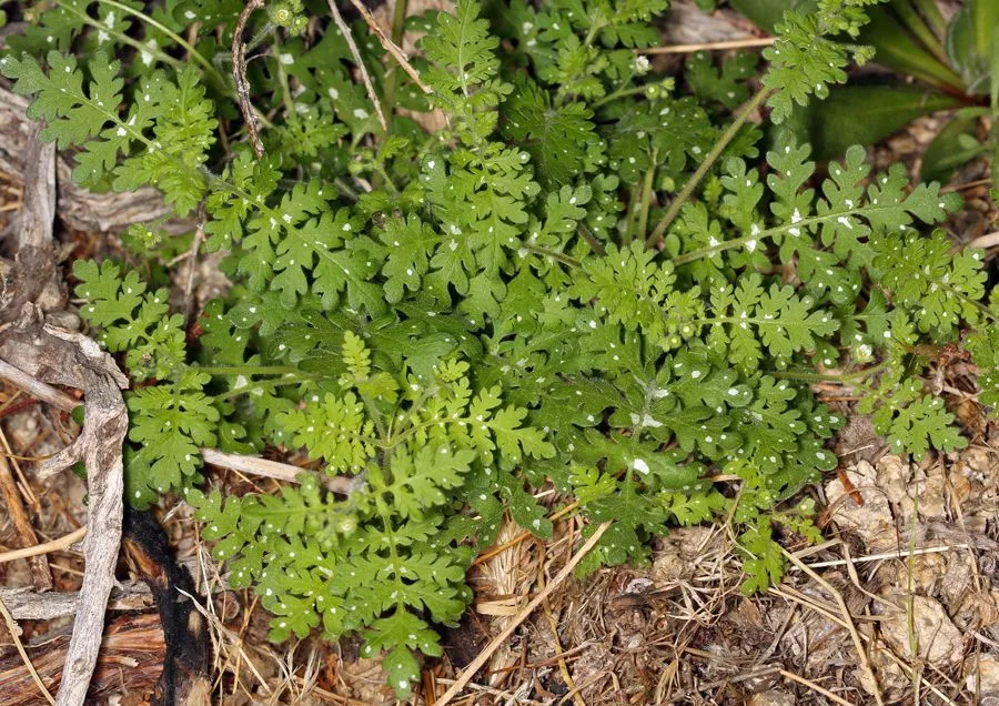 Spotted hideseed (Eucrypta chrysanthemifolia, Bull. Calif. Acad. Sci. 1(4): 200 (1885))