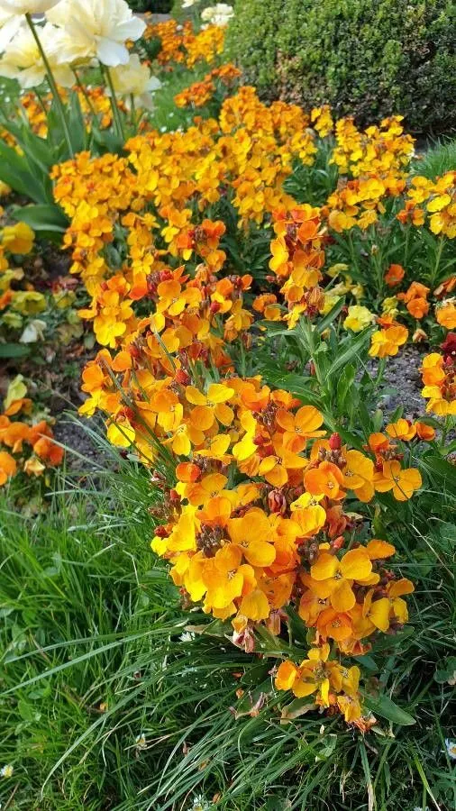 Smelly wallflower (Erysimum odoratum, Beitr. Naturk. 7: 157 (1792))