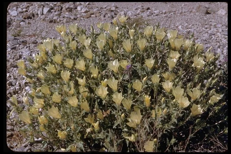 Whitebract blazingstar (Mentzelia involucrata, Proc. Amer. Acad. Arts 20: 367 (1885))